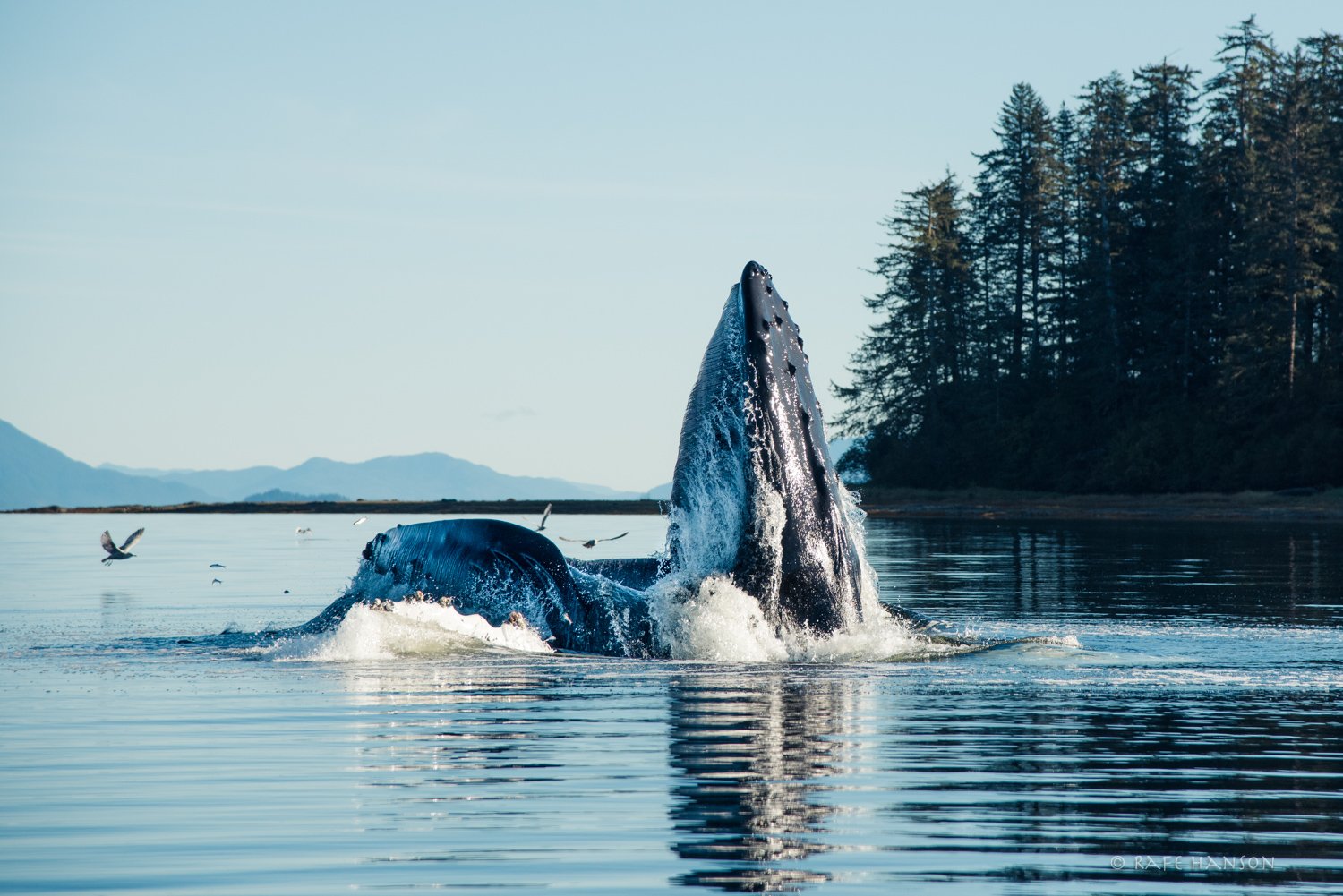 whale breaching